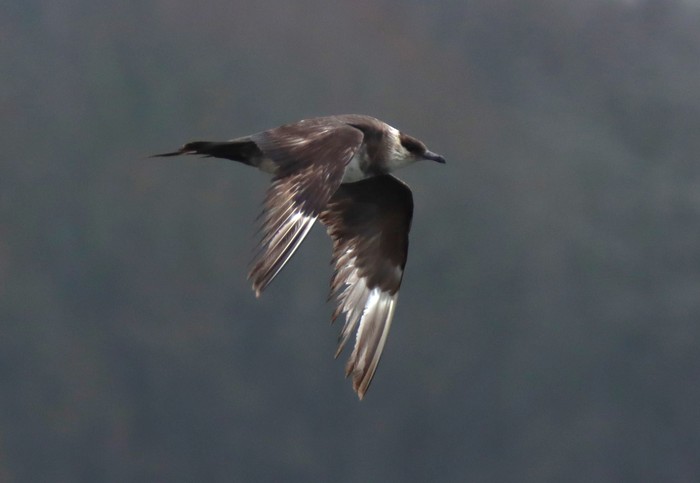 Arctic Skua