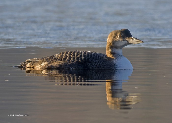 Great Northern Diver