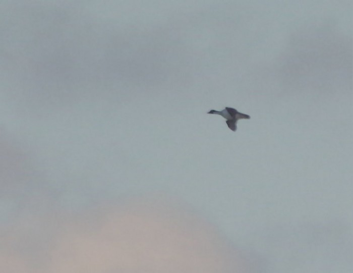 Smew