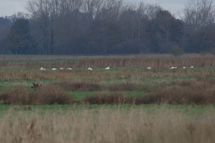 Whooper Swan