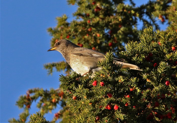 Black-throated Thrush