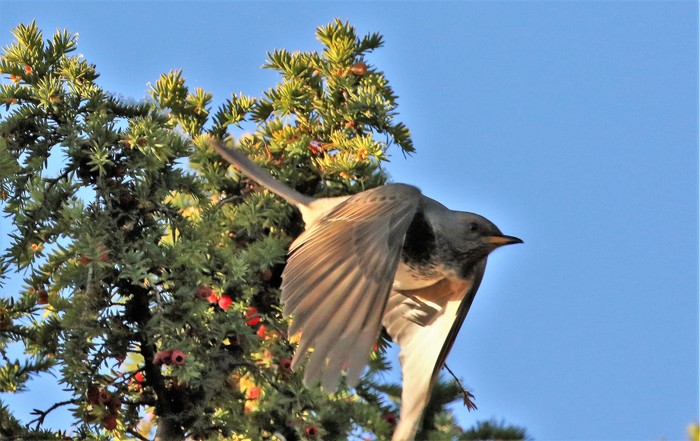 Black-throated Thrush