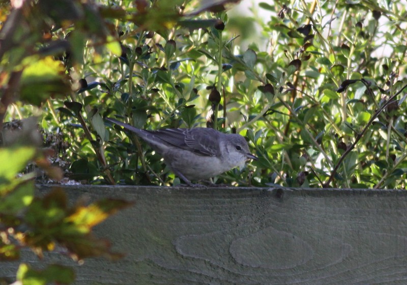 Barred Warbler