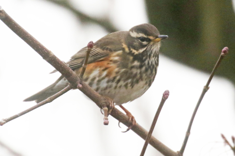 Redwing