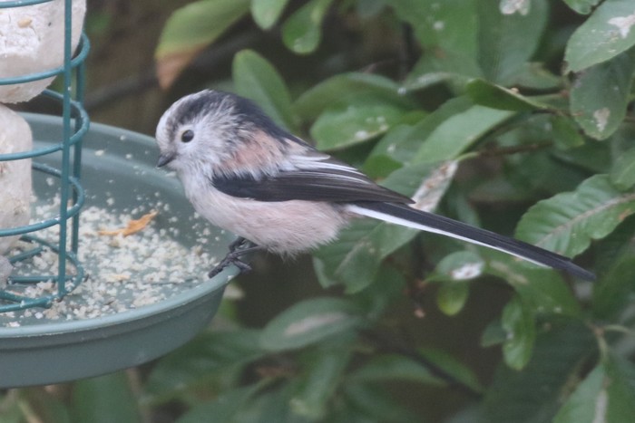 Long-tailed Tit