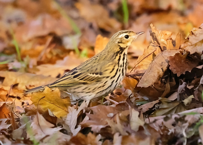 Olive-backed Pipit