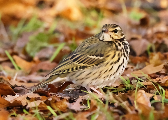 Olive-backed Pipit