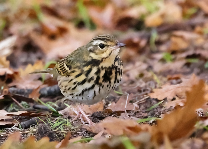 Olive-backed Pipit