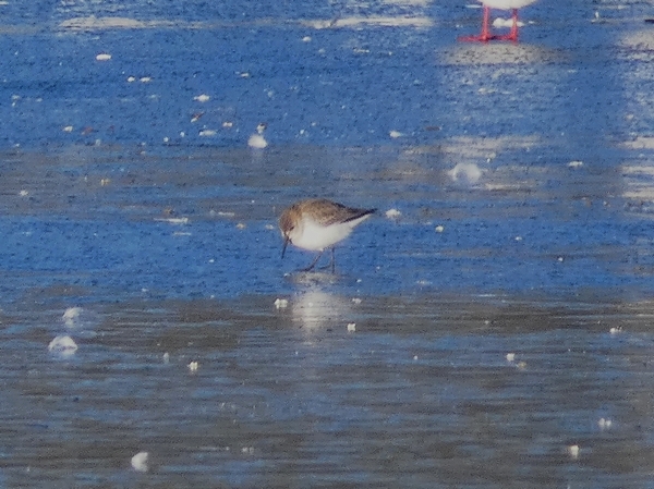 Dunlin
