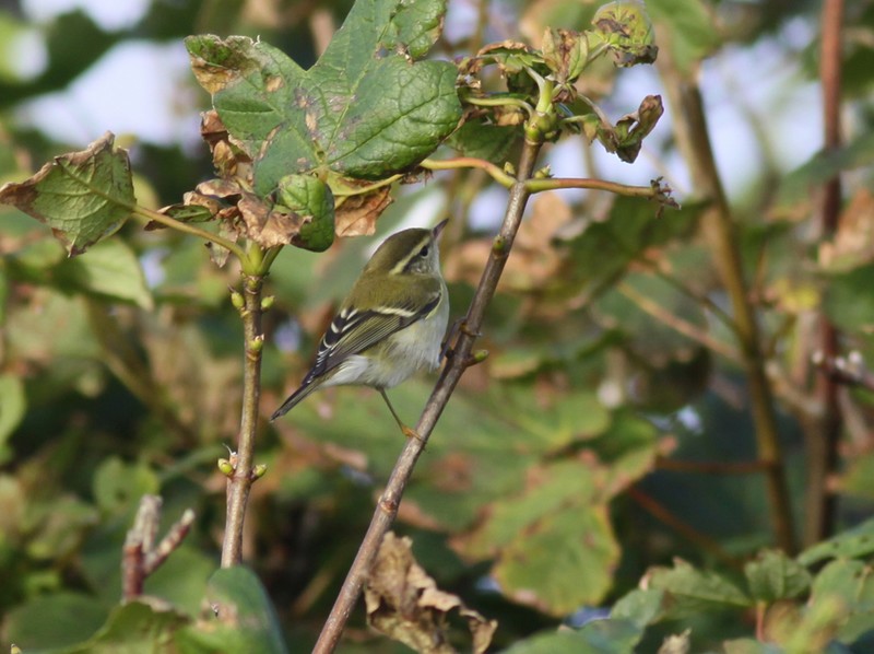 Yellow-browed Warbler