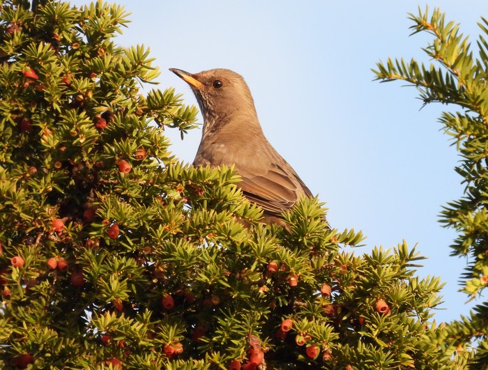 Black-throated Thrush