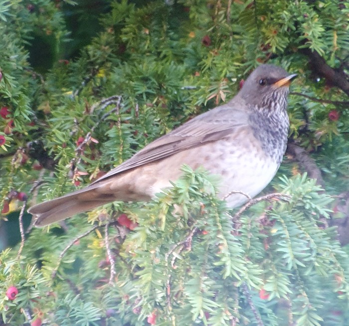 Black-throated Thrush