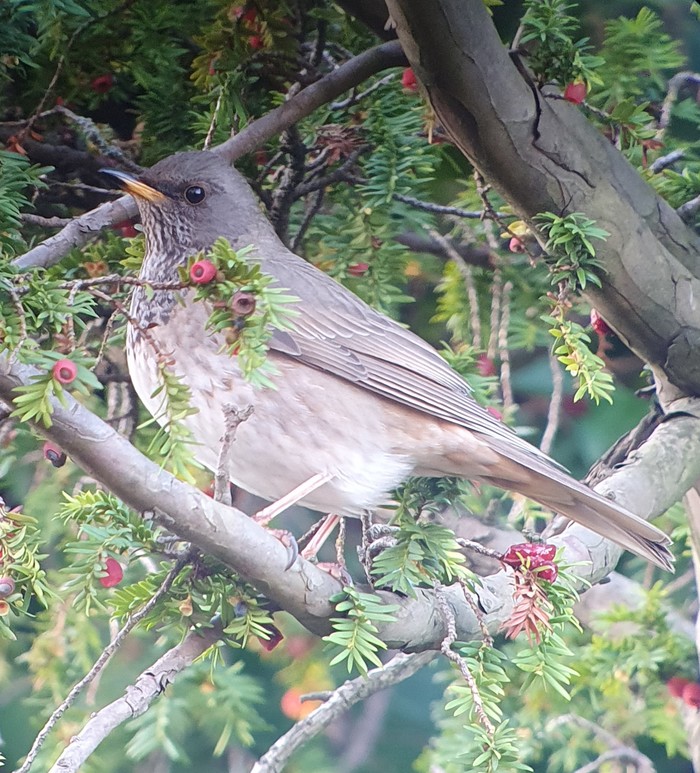 Black-throated Thrush