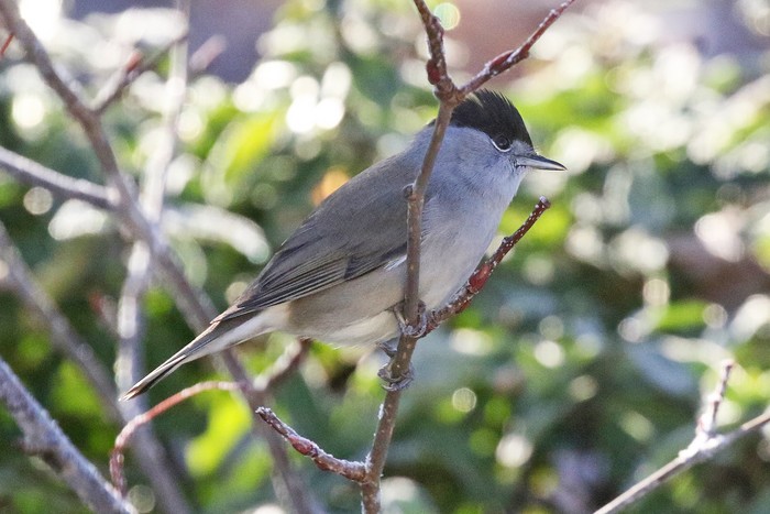 Blackcap
