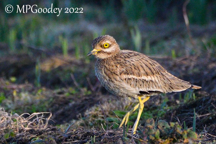 Stone Curlew