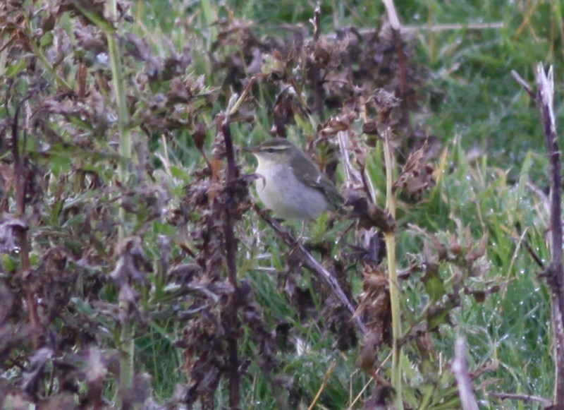 Arctic Warbler