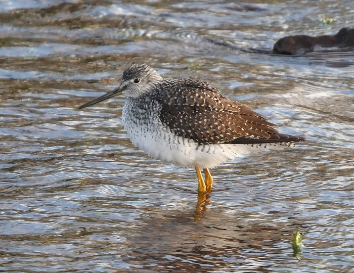 Greater Yellowlegs