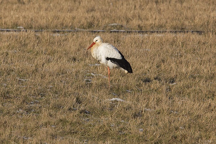 White Stork