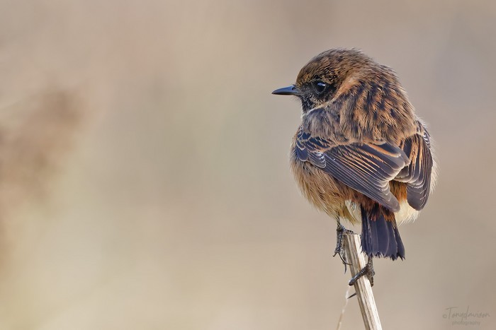 Stonechat