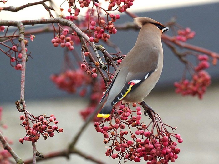 Waxwing