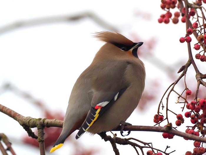 Waxwing