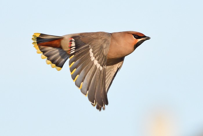 Waxwing