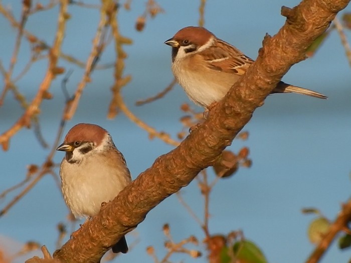 Tree Sparrow