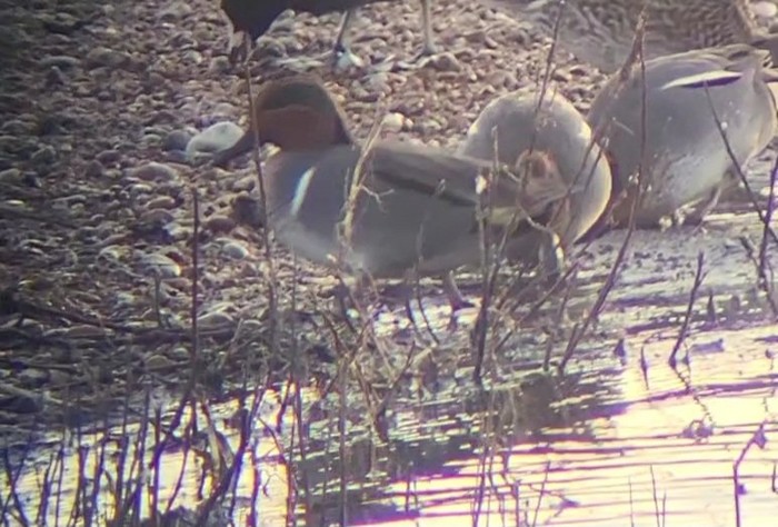 Green-winged Teal