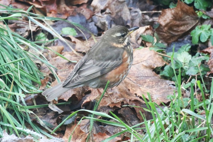 Redwing