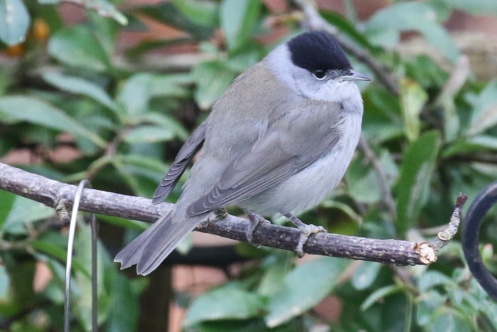 Blackcap