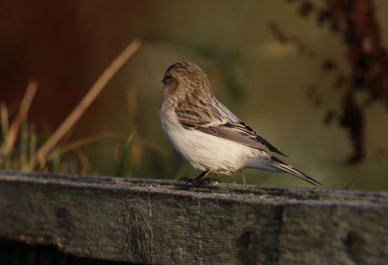 Hornemann's Arctic Redpoll