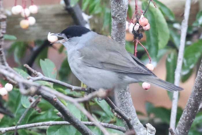Blackcap