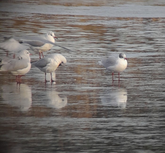 Mediterranean Gull