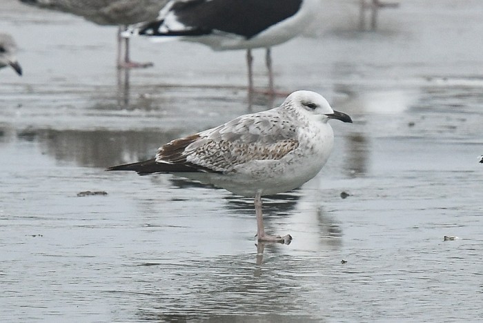 Caspian Gull