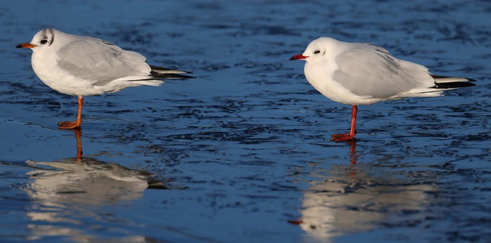 Black-headed Gull