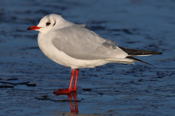 Black-headed Gull