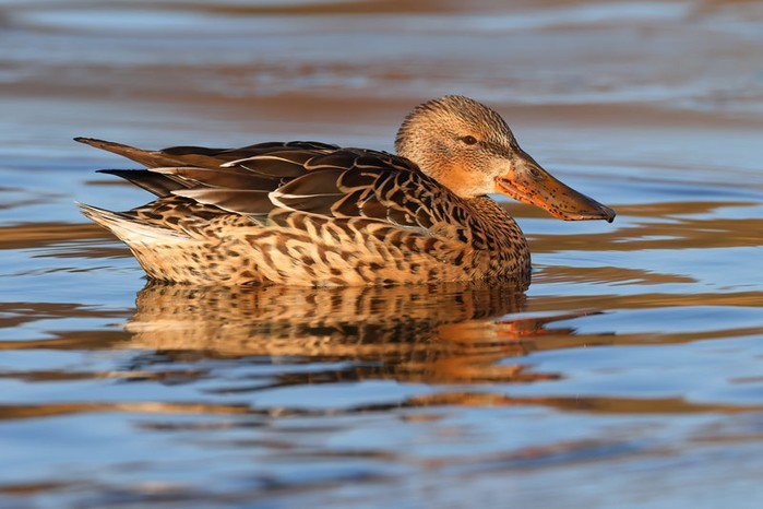 Shoveler
