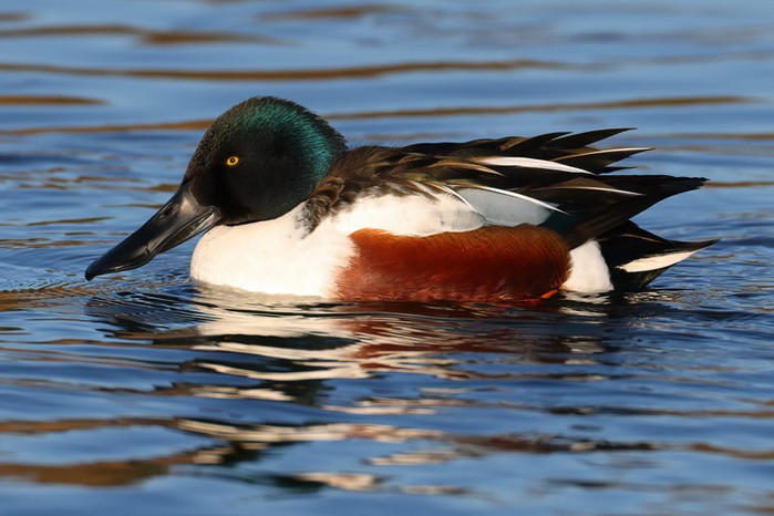 Shoveler