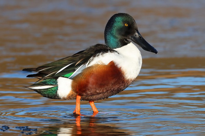 Shoveler
