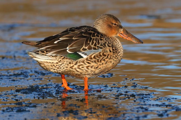 Shoveler