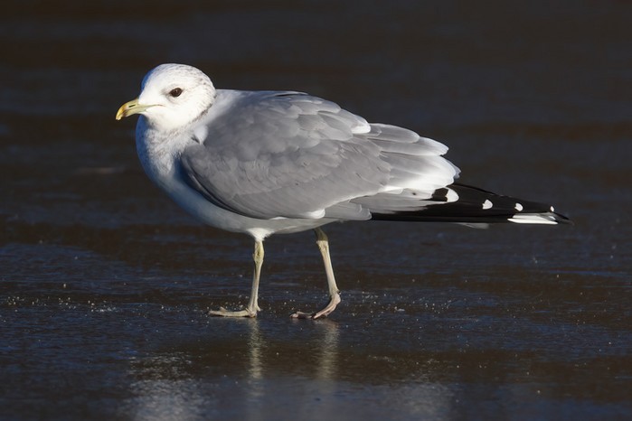 Common Gull
