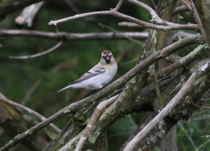 Hornemann's Arctic Redpoll