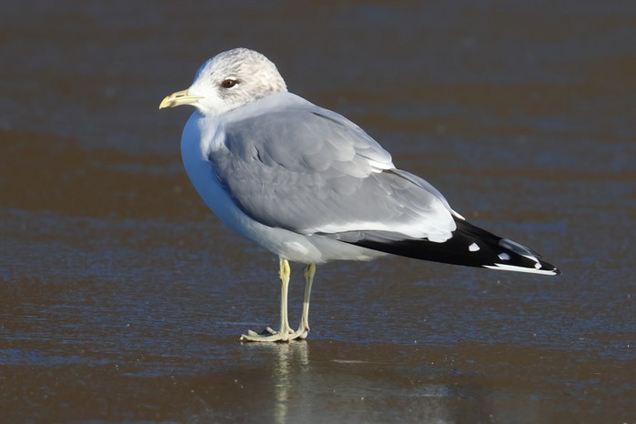 Common Gull
