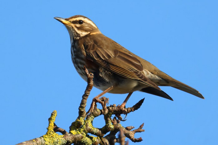 Redwing