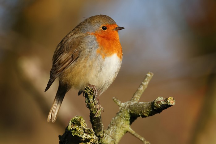 Robin