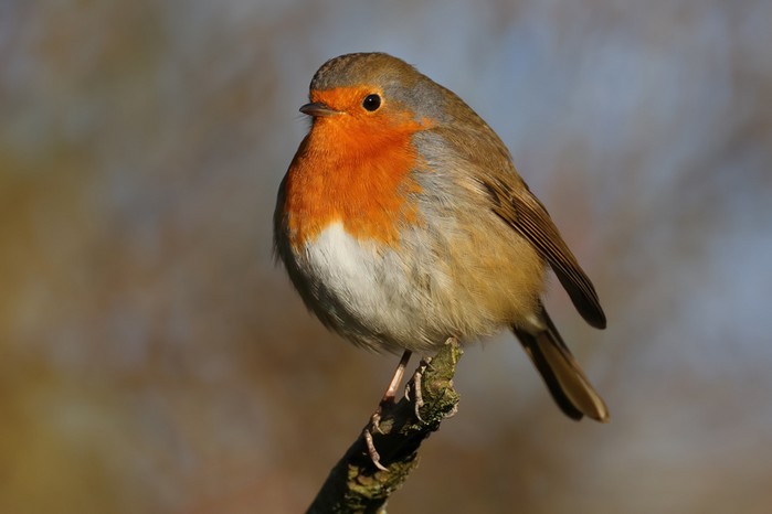 Robin