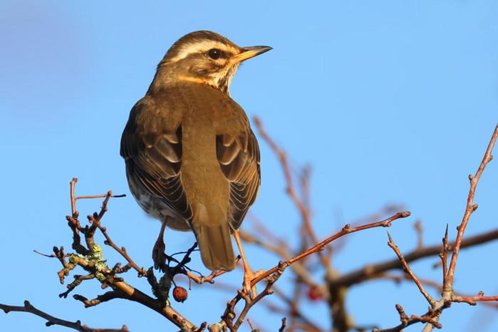 Redwing