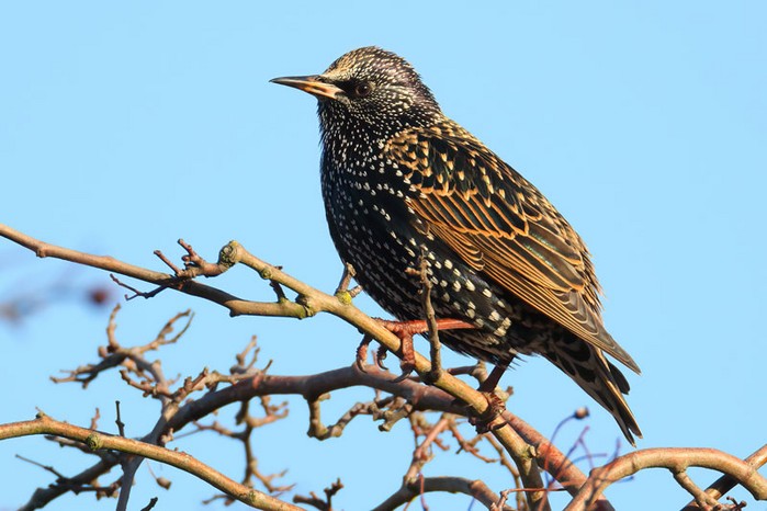 Starling
