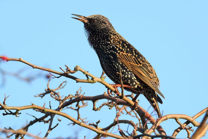 Starling