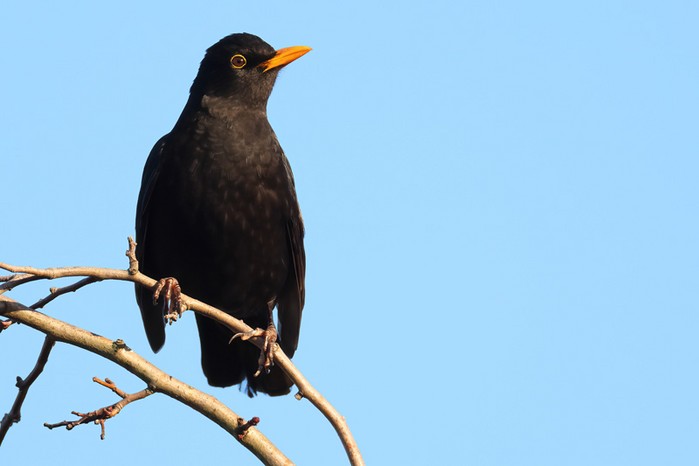 Blackbird